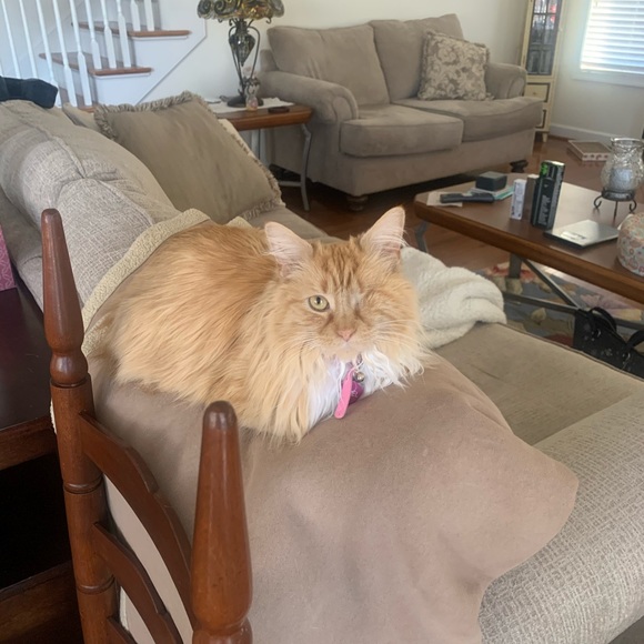 Meet your Posher, Lisa - Picture 2 of 4